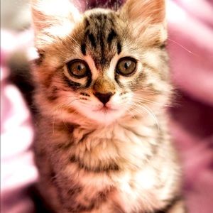 Meet your Posher, Rachel